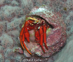 Hermit Crab in sponge by Kent Keller 
